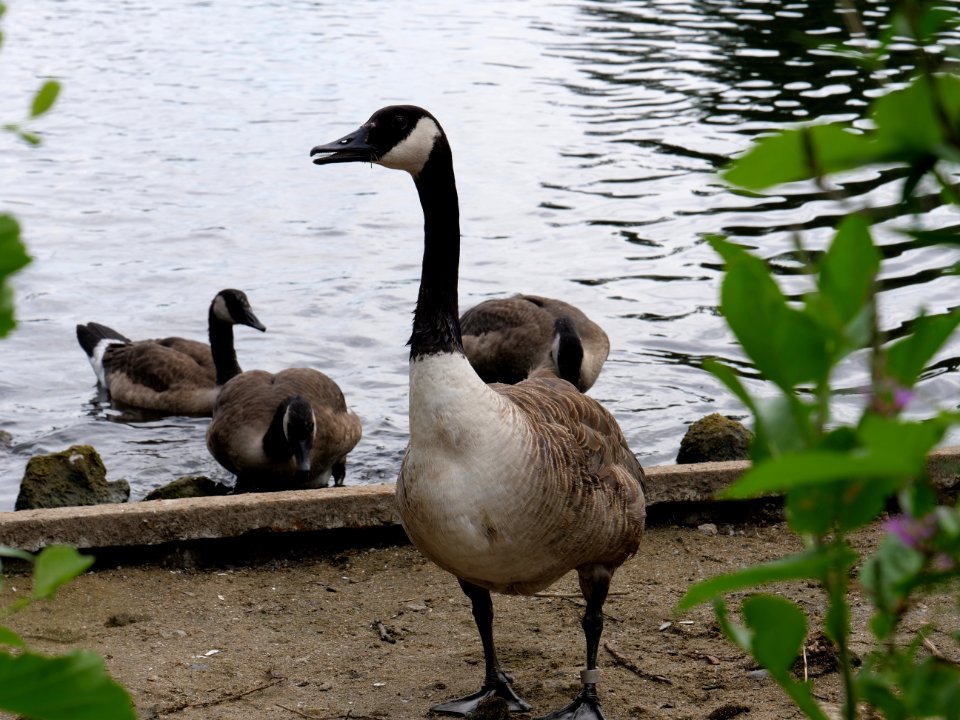 Branta canadensis at Maselakebucht 2019-07-07 01