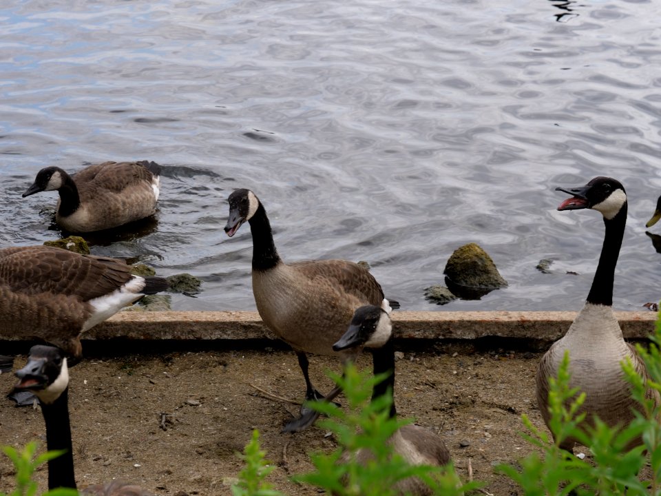 Branta canadensis at Maselakebucht 2019-07-07 04