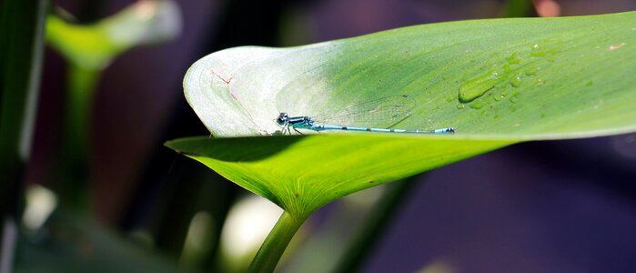 Pond wand dragonfly animal photo