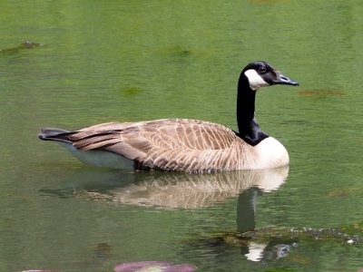 Branta canadensis 126241508