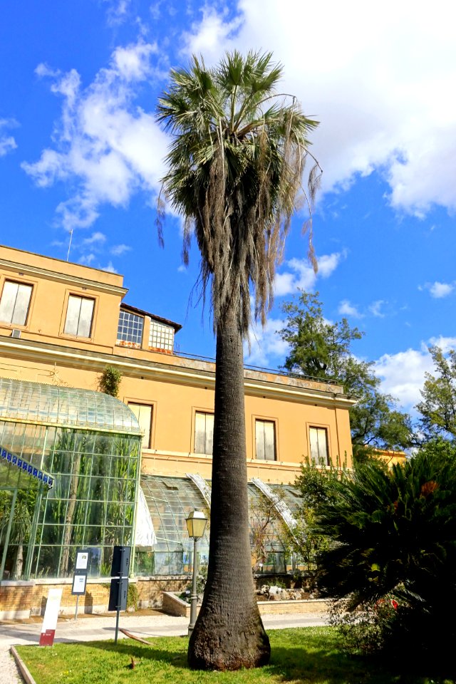 Brahea armata - Orto botanico - Rome, Italy - DSC09898