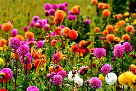 Asteraceae flower garden ornamental flower