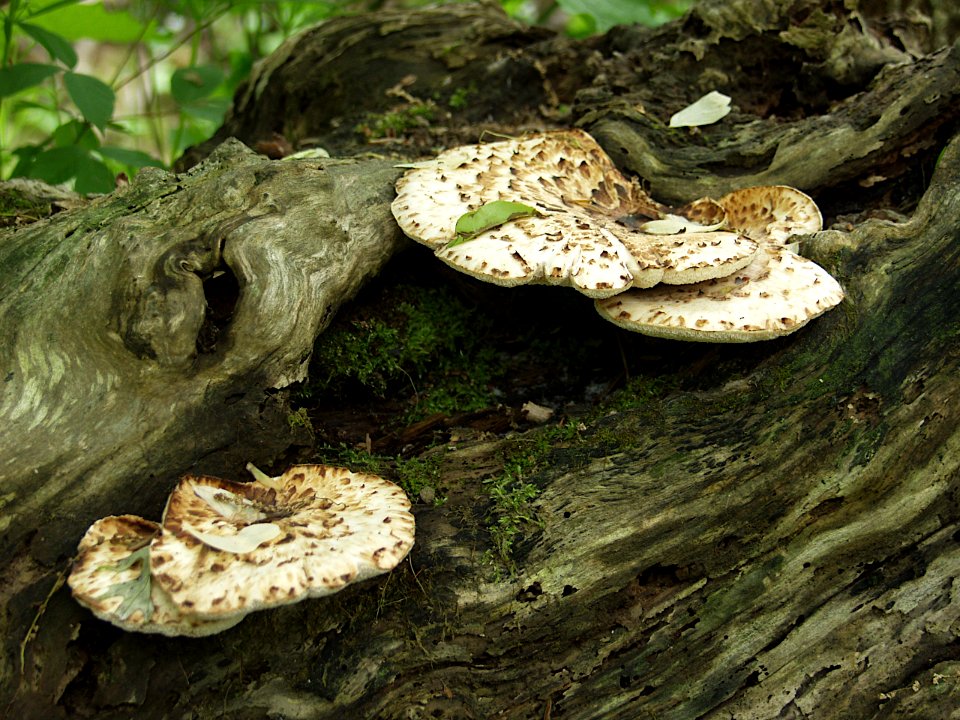 Bracket fungus, 2021-05-06, Bird Park, 02