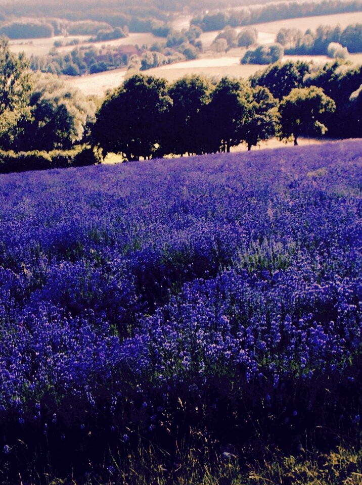 Lavender cultivation lavender flowers lavandula angustifolia