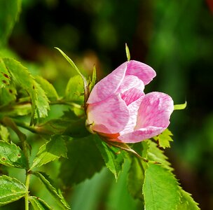 Distinctive pink wild plant