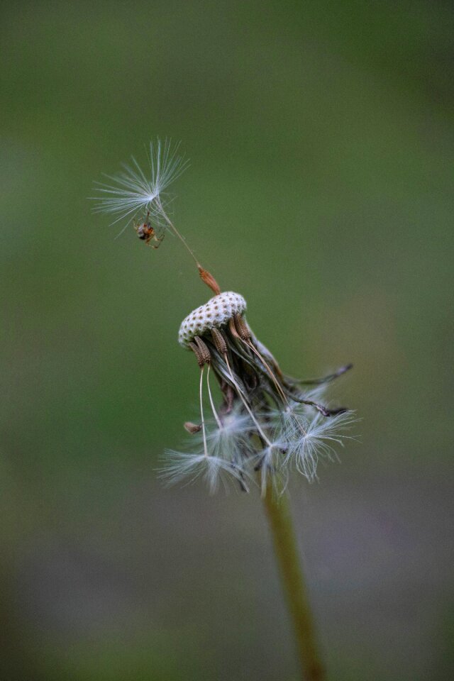 Spring plant macro