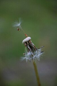 Spring plant macro