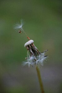 Spring plant macro photo