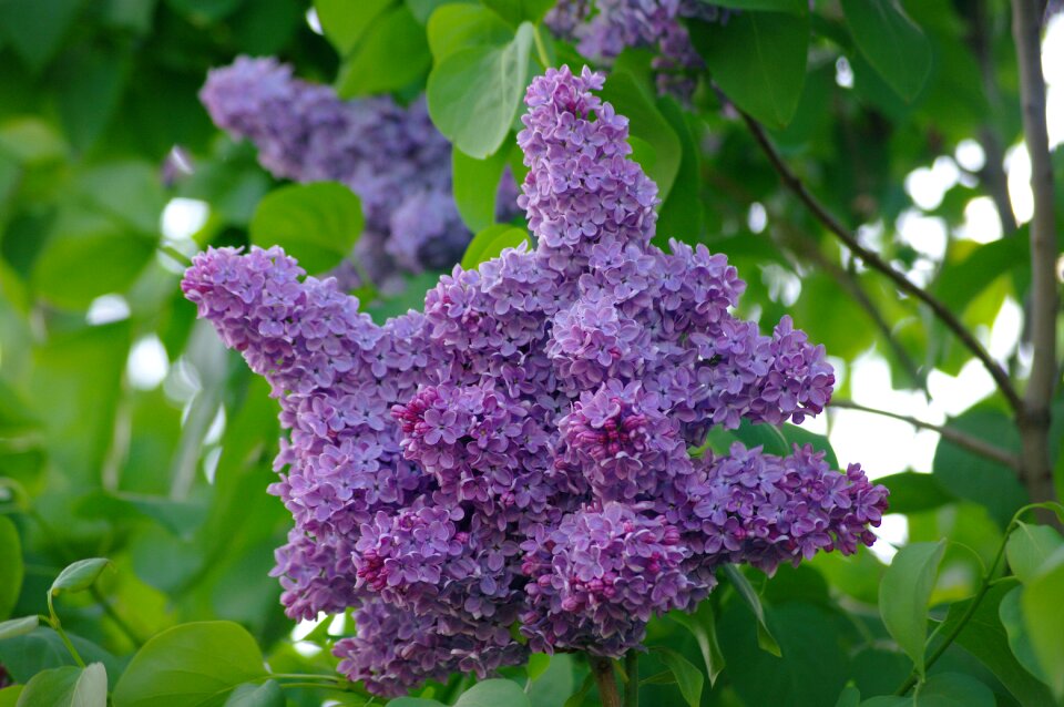 Nature plant lilac flowers