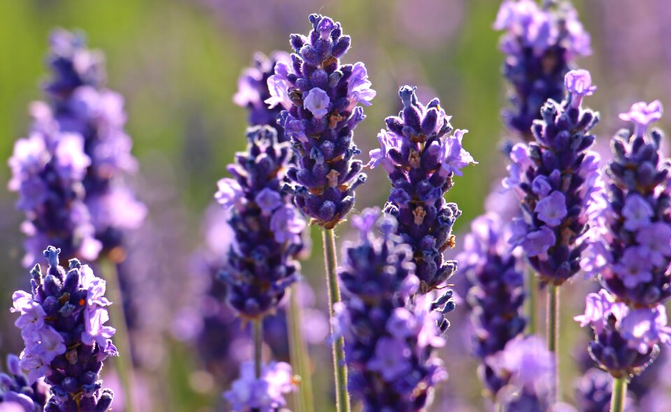 Violet flowers flora