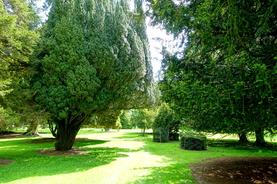 Bowood pinetum - Wiltshire, England - DSC00363