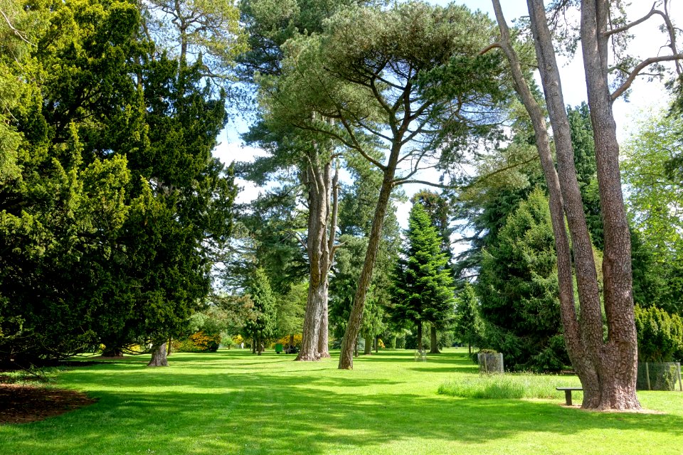 Bowood pinetum - Wiltshire, England - DSC00367