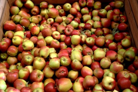 Braeburn Gelsdorf 2