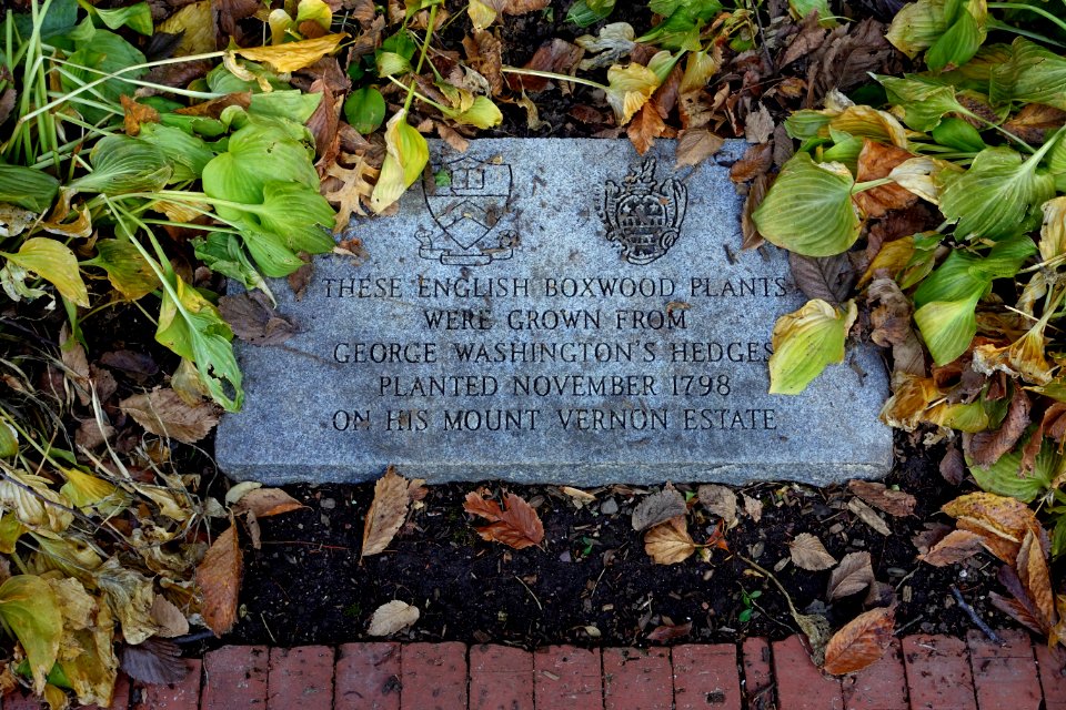 Boxwood inscription - Princeton University - Princeton, NJ - DSC00868