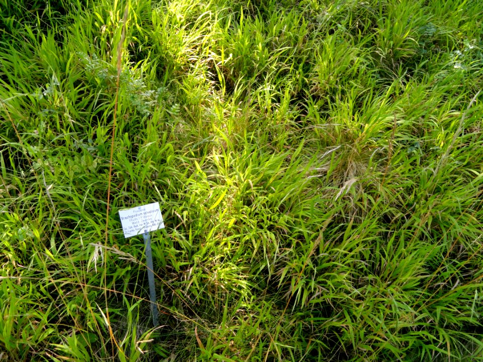 Brachypodium sylvaticum - Botanical Garden, University of Frankfurt - DSC02571
