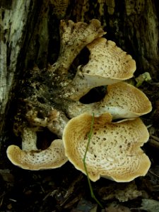 Bracket fungus, 2020-09-09, Kane Woods Nature Area, 01 photo