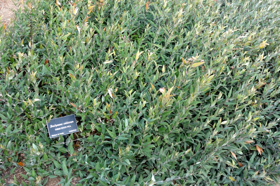 Brachysema celsianum - Mendocino Coast Botanical Gardens - DSC02253