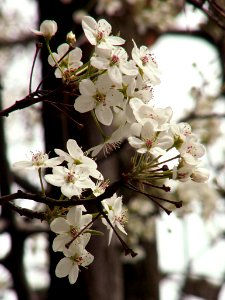 Bradford pear, Lawrenceville, 2015-04-15, 01