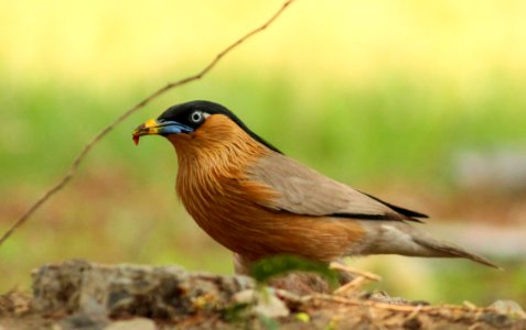 Brahminy starling on lunch