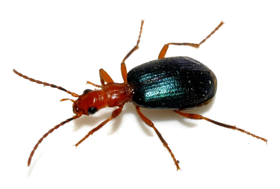 Brachinus-explodens-06-fws