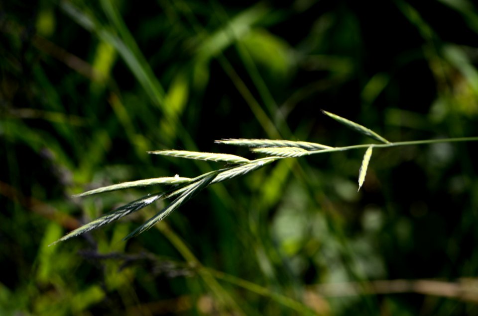Brachypodium pinnatum inflorescence