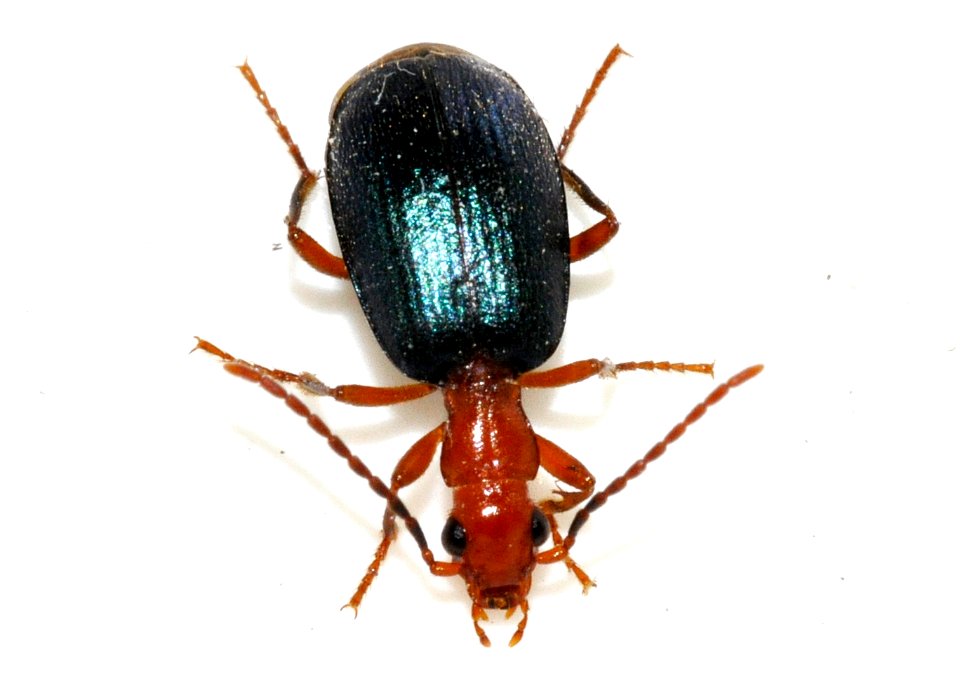Brachinus-explodens-09-fws