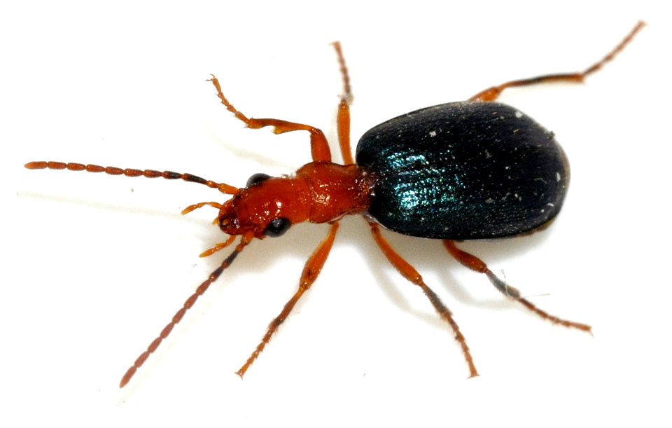 Brachinus-explodens-02-fws