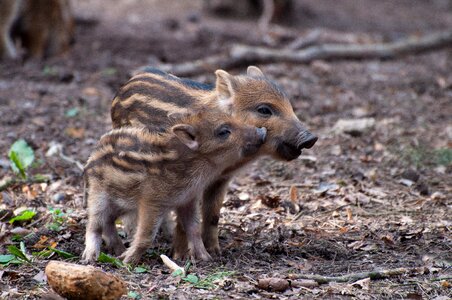 Wild wild boar sow photo