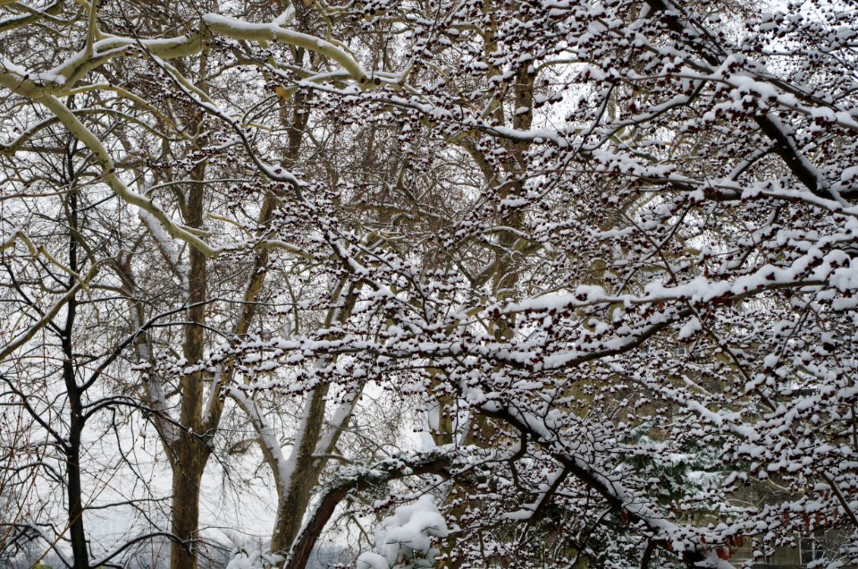 Branches d'arbre chargées de neige