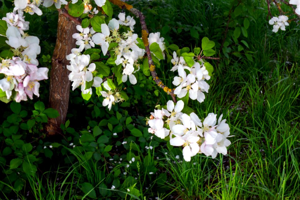 Branch of an apple tree with flowers