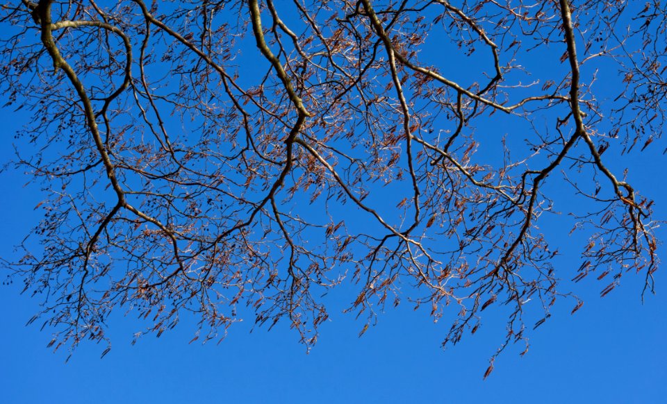 Branches of common alder in Norrkila
