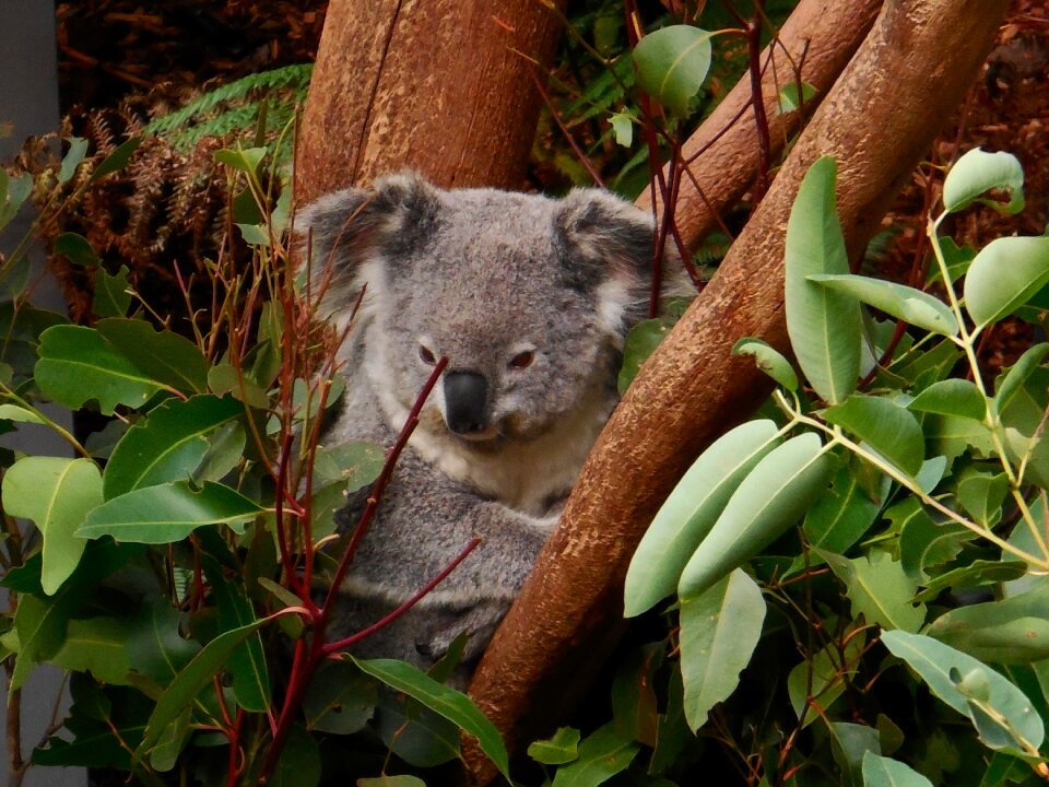 Wildlife zoo character