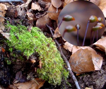 Brachythecium velutinum Podkomorské lesy