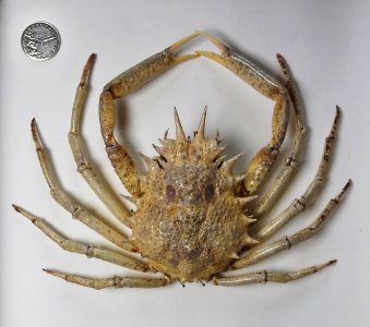 Brachyura - Maja sp