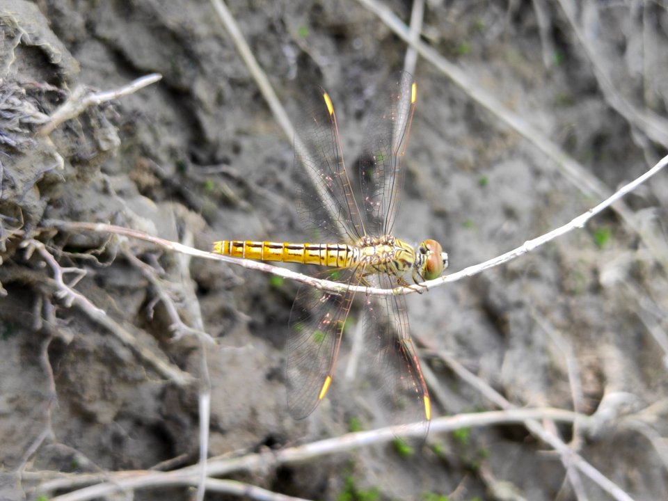 Brachythemis contaminata (Male) - ditch jewel 2