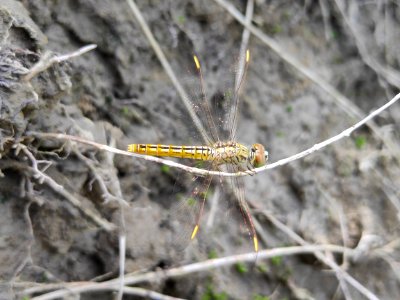 Brachythemis contaminata (Male) - ditch jewel 2