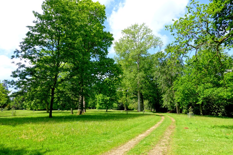 Bowood trees - Wiltshire, England - DSC00435