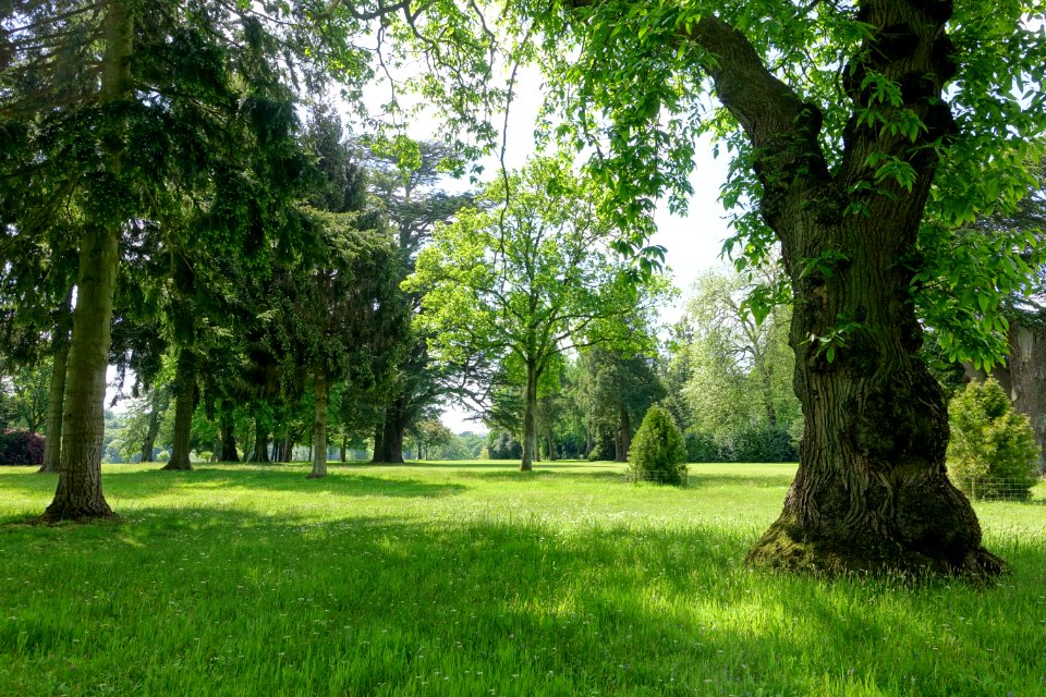 Bowood pinetum - Wiltshire, England - DSC00425