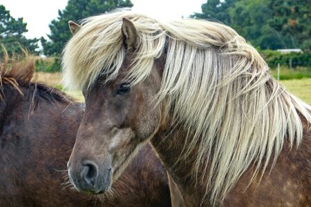 Horse horse head mane