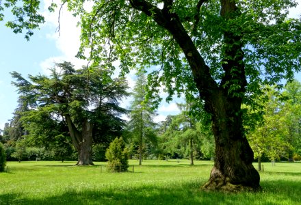 Bowood pinetum - Wiltshire, England - DSC00427