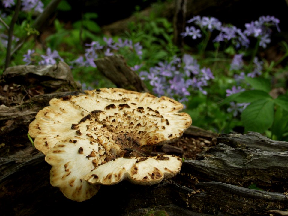 Bracket fungus, 2021-05-06, Bird Park, 01