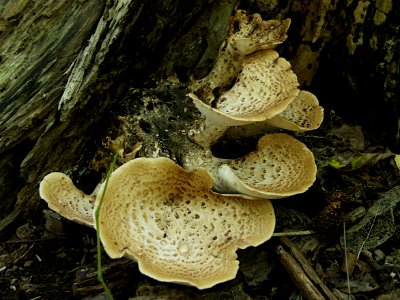 Bracket fungus, 2020-09-09, Kane Woods Nature Area, 02