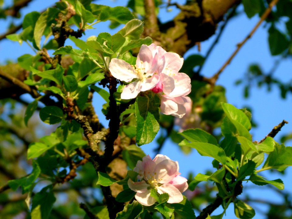 Branche de pommier en fleurs