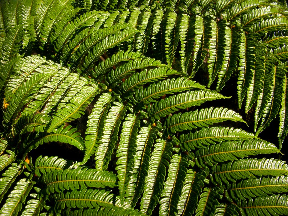 Vegetation nature plant
