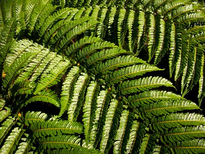 Vegetation nature plant