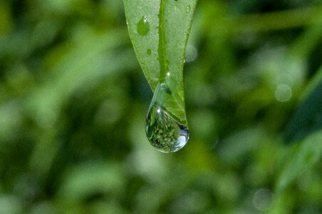 Drop of water leaf nature