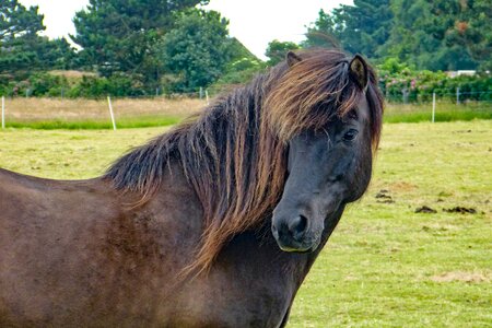 Horse horse head brown