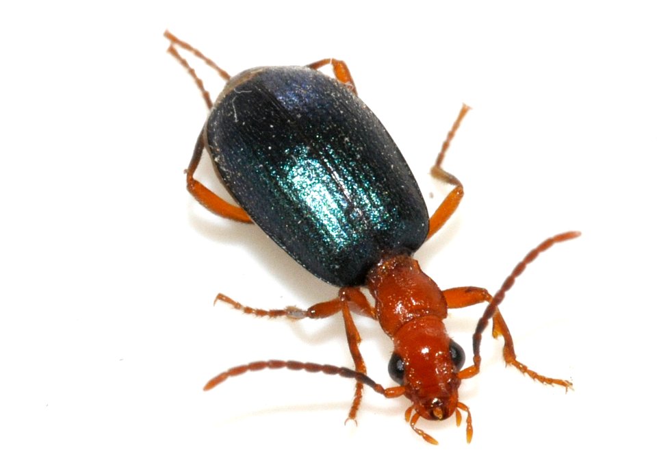 Brachinus-explodens-11-fws