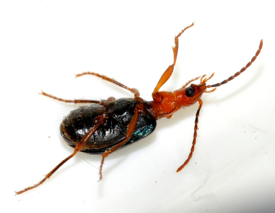 Brachinus-explodens-03-fws