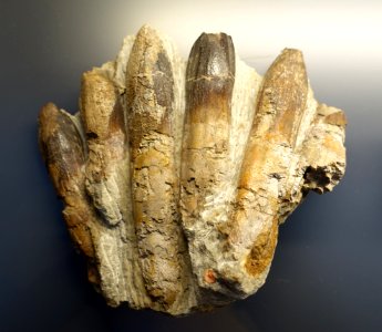 Brachiosaurus brancai, Tendaguru, Tanzania - Museum fur Naturkunde, Berlin - DSC00052